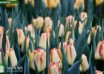 Tulipa Cape Town ® (3)